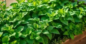 Como Plantar Alface em Casa Colheita Fresca em Poucas Semanas