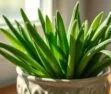 Como Plantar Cebolinha em Vaso e Ter Sempre à Mão